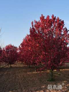 15公分绚丽海棠