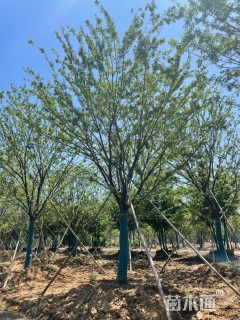 35公分榉树