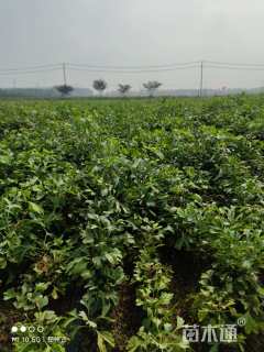 高度15厘米银杏小苗