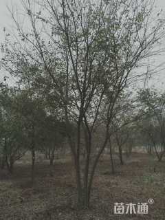 60公分丛生朴树