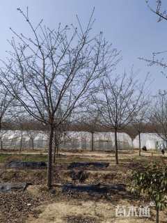 14公分红粉佳人樱