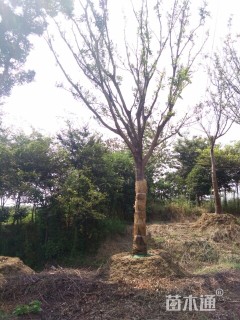 25公分朴树
