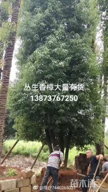 60公分多杆香樟