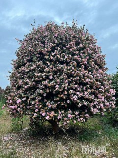 冠幅300厘米茶梅球