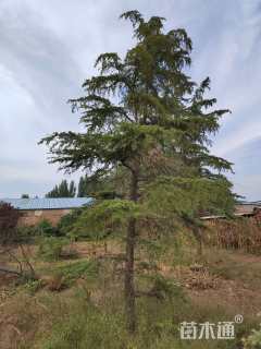 高度900厘米雪松
