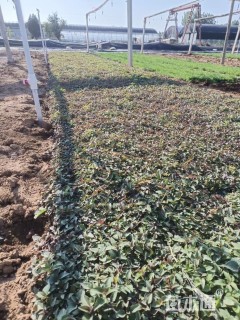 高度10厘米美国薄荷