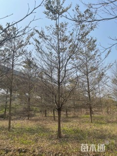 15公分小叶榄仁