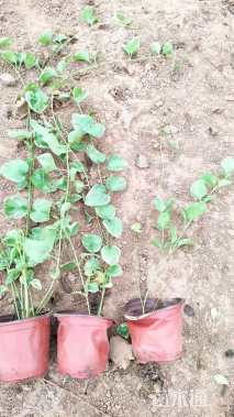 高度60厘米花叶蔓长春