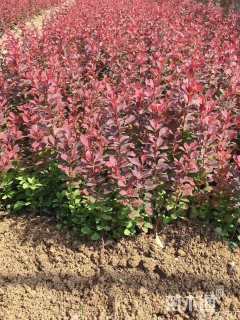 高度30厘米红叶小檗