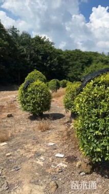 冠幅120厘米黄金榕球