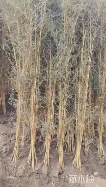 地栽苗金镶玉竹