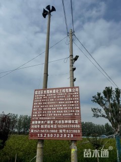 25公分造型对节白蜡