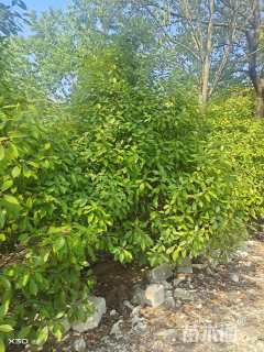 高度250厘米丛生红叶石楠