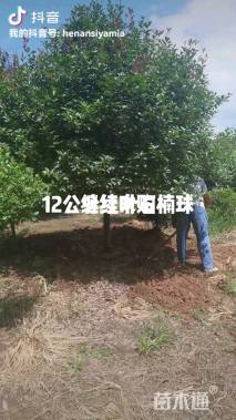 12公分红叶石楠