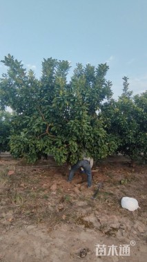 30公分(3杆)丛生香橼