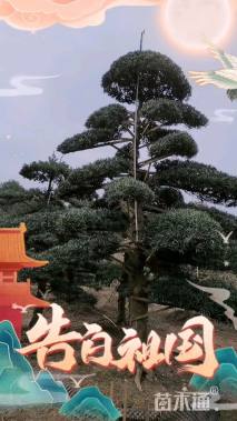 移栽苗造型罗汉松