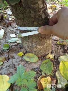 高度300厘米木绣球