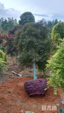 高度300厘米羽毛枫