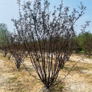 高度180厘米丛生榆叶梅