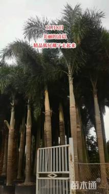 裸干高300厘米狐尾椰