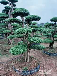 25公分造型小叶女贞