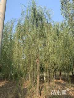 20公分垂柳