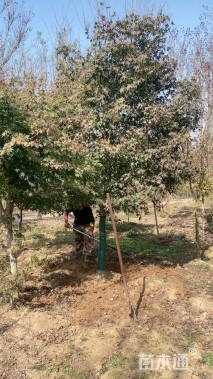 高度300厘米三季红红枫