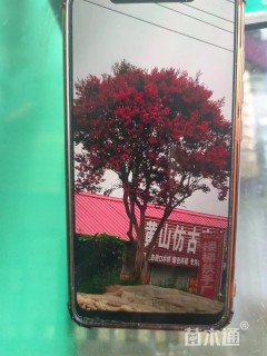 高度500厘米红花紫薇