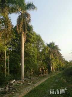 裸干高800厘米大王椰子