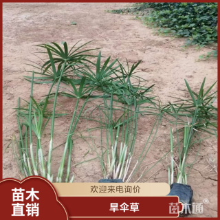 高度40厘米旱伞草