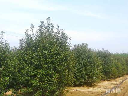 18公分绚丽海棠