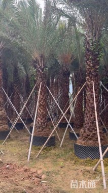 裸干高300厘米棕榈