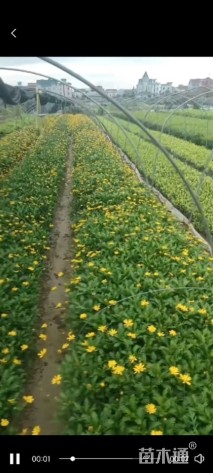 高度20厘米黄金菊