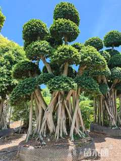 60公分造型小叶榕