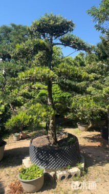 移栽苗造型罗汉松