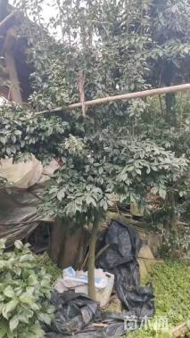 高度2000厘米金弹子