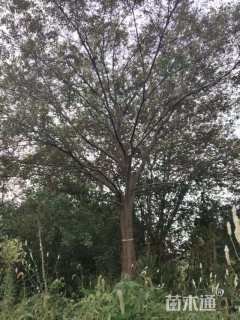 18公分朴树