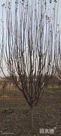 10公分西府海棠