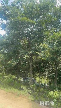 18公分朴树