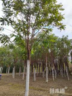 14公分嫁接香花槐