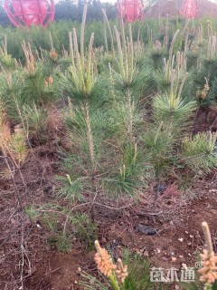 高度100厘米黑松