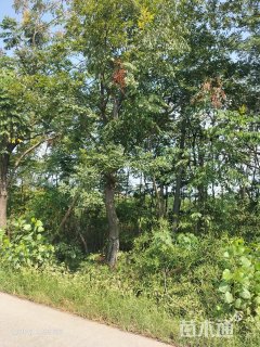 40公分丛生朴树