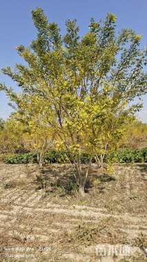 高度500厘米丛生金枝槐