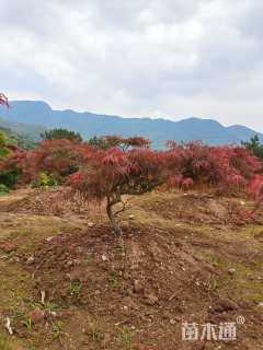 高度100厘米羽毛枫