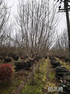 16公分绚丽海棠