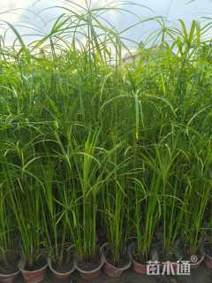 高度60厘米旱伞草