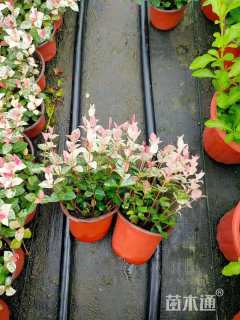 25厘米花叶络石