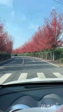 20公分美国红枫