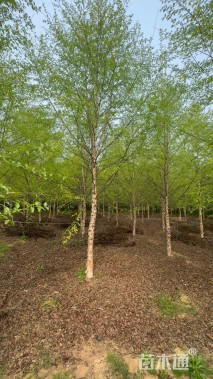 12公分欧洲白桦