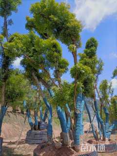 高度500厘米青香木